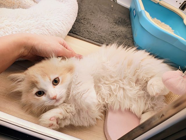 ごろにゃ〜ごろにゃ〜が止まらない︎🐱💕︎︎甘ったれサイベリアン君入荷しました❤️ サイベリアン
