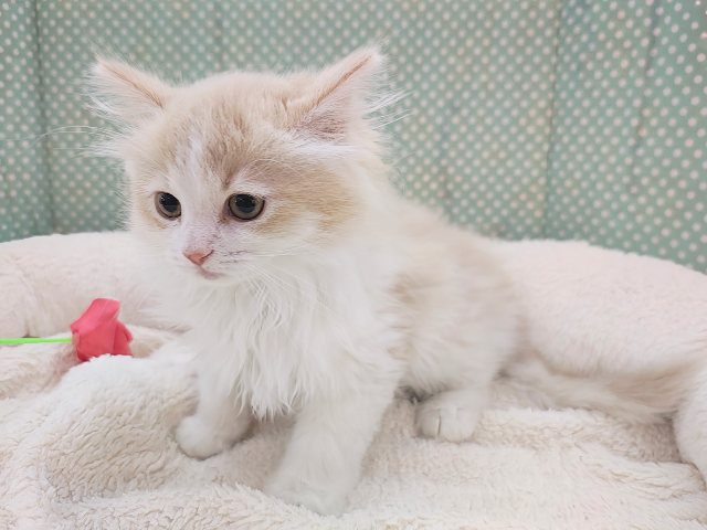 ごろにゃ〜ごろにゃ〜が止まらない︎🐱💕︎︎甘ったれサイベリアン君入荷しました❤️ サイベリアン