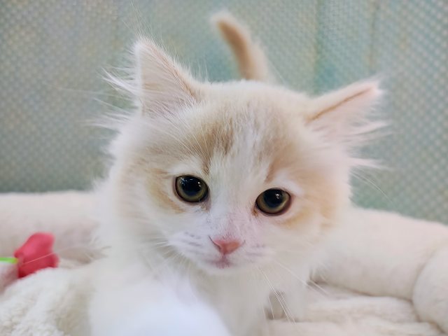 ごろにゃ〜ごろにゃ〜が止まらない︎🐱💕︎︎甘ったれサイベリアン君入荷しました❤️ サイベリアン