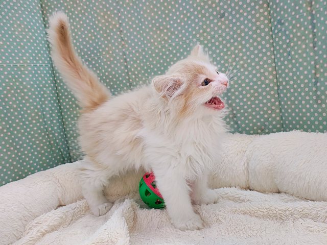 ごろにゃ〜ごろにゃ〜が止まらない︎🐱💕︎︎甘ったれサイベリアン君入荷しました❤️ サイベリアン