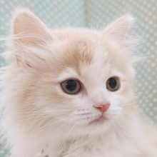 ごろにゃ〜ごろにゃ〜が止まらない︎🐱💕︎︎甘ったれサイベリアン君入荷しました❤️