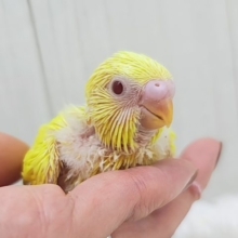 わた毛たっくさんのもふもふセキセイインコさん(ルチノー)入荷しました❤️