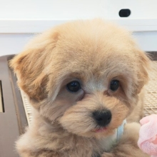 激かわ最新画像更新♡甘々BOY💗僕の愛受け取る準備できてる？トイプードル×マルチーズのハーフ犬の男のコきました〜💫