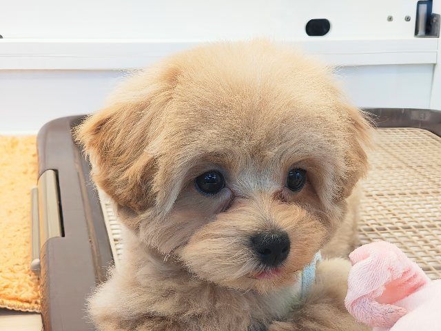 激かわ最新画像更新♡甘々BOY💗僕の愛受け取る準備できてる？トイプードル×マルチーズのハーフ犬の男のコきました〜💫