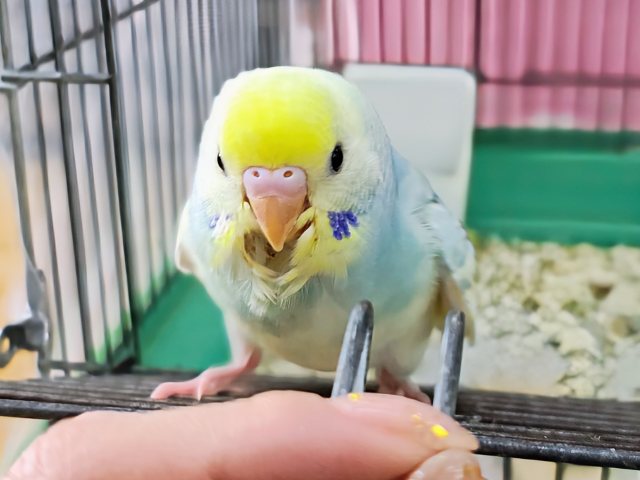 セキセイインコ