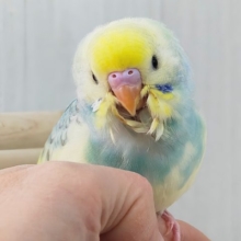 最新画像更新✨べたなれ!!ﾋﾟｶｯと明るくなるよ🌟セキセイインコのパステルレインボーパイド〜🌈