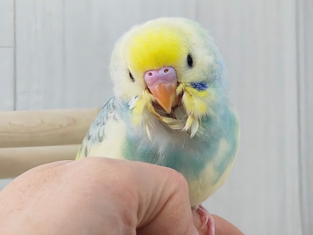 最新画像更新✨べたなれ!!ﾋﾟｶｯと明るくなるよ🌟セキセイインコのパステルレインボーパイド〜🌈