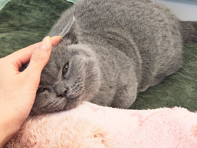 最新画像更新✨あたちの誘惑に勝てるかなぁ💓たくさん甘えちゃうのぉ〜❤️人大好きなブリティッシュショートヘアの女のコきました✨️ ブリティッシュショートヘア