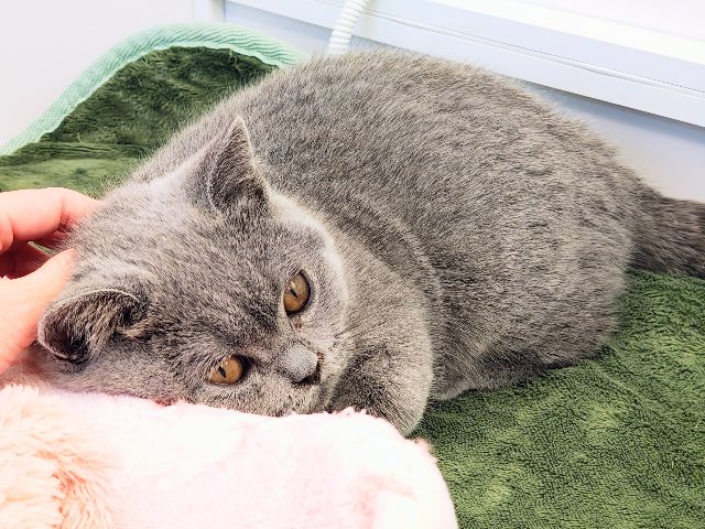 最新画像更新✨あたちの誘惑に勝てるかなぁ💓たくさん甘えちゃうのぉ〜❤️人大好きなブリティッシュショートヘアの女のコきました✨️ ブリティッシュショートヘア