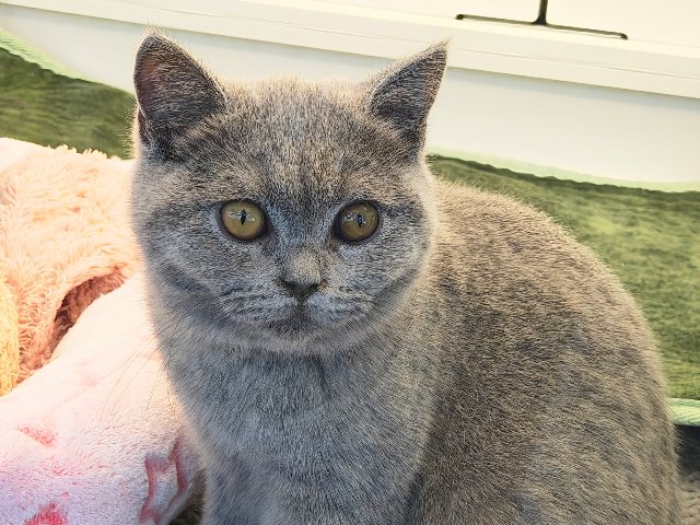 最新画像更新✨あたちの誘惑に勝てるかなぁ💓たくさん甘えちゃうのぉ〜❤️人大好きなブリティッシュショートヘアの女のコきました✨️ 最新画像更新✨あたちの誘惑に勝てるかなぁ💓たくさん甘えちゃうのぉ〜❤️人大好きなブリティッシュショートヘアの女のコきました✨️