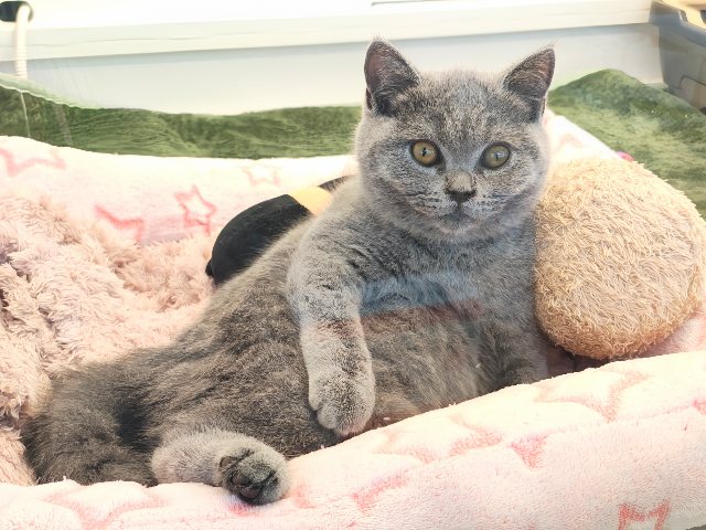 最新画像更新✨あたちの誘惑に勝てるかなぁ💓たくさん甘えちゃうのぉ〜❤️人大好きなブリティッシュショートヘアの女のコきました✨️ ブリティッシュショートヘア