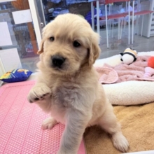 むちコロ代表✨1つ1つの行動が虜になる💓‪ゴールデンレトリバーの女の子がやってきてくれました〜❤️