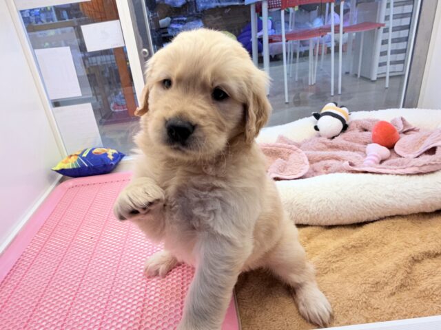 むちコロ代表✨1つ1つの行動が虜になる💓‪ゴールデンレトリバーの女の子がやってきてくれました〜❤️