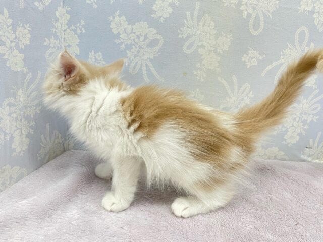 ノルウェージャンフォレストキャット