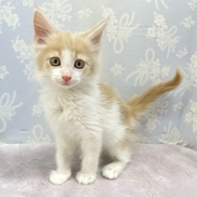 💖あまあまさん💖ノルウェージャン(クリームタビー＆ホワイト)🍨🤍男の子💙2025年12月20日生まれ