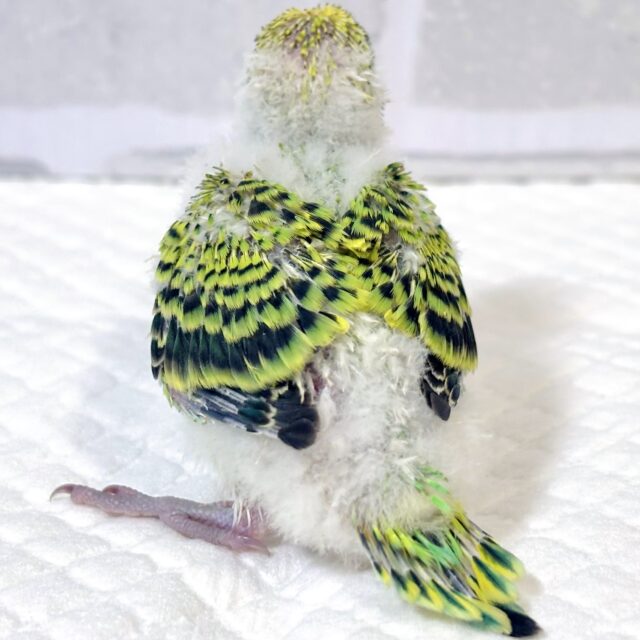 セキセイインコ