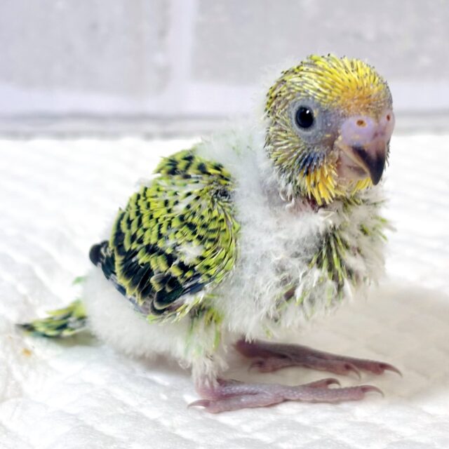 セキセイインコ