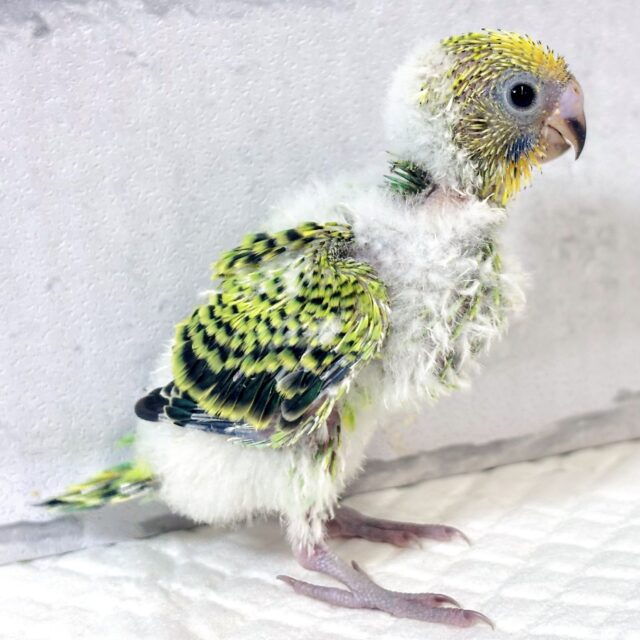 セキセイインコ