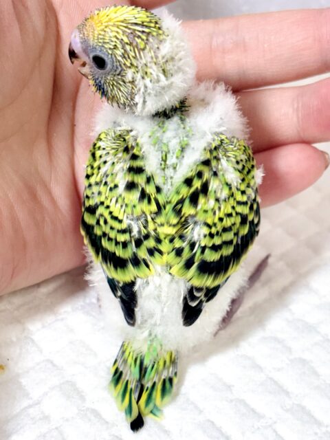 セキセイインコ