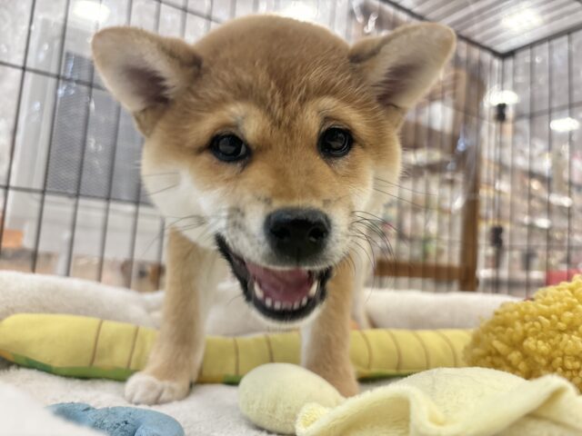 柴犬