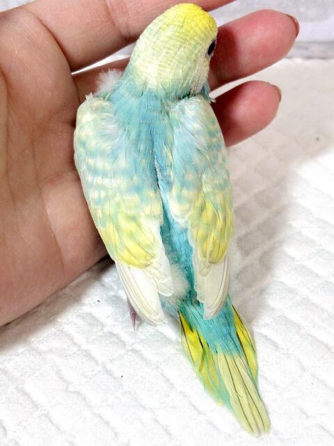 セキセイインコ