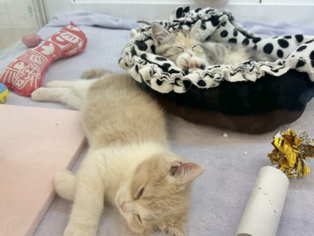 ブリティッシュショートヘア