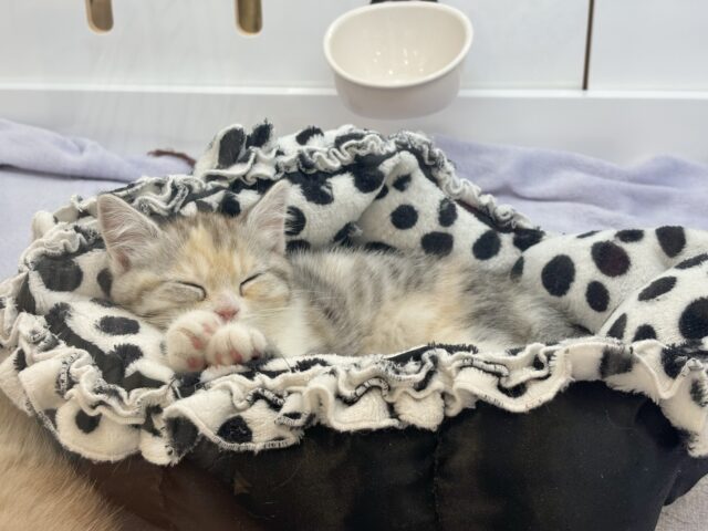 スコティッシュストレート