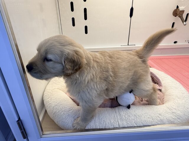 ゴールデンレトリバー