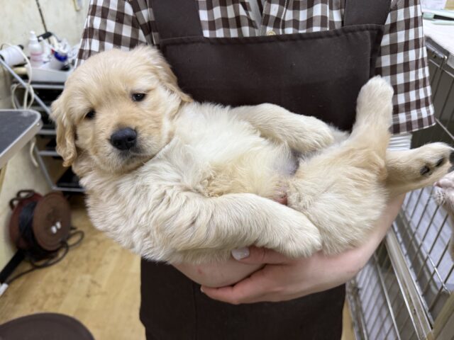 ゴールデンレトリバー