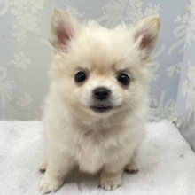 こぐまちゃん🧸ロング・チワワ(クリーム)🍨男の子💙2025年12月24日生まれ