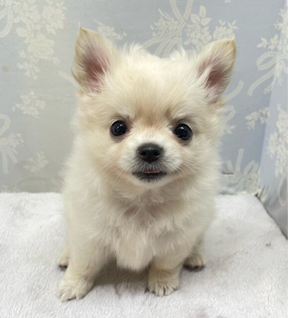 こぐまちゃん🧸ロング・チワワ(クリーム)🍨男の子💙2025年12月24日生まれ