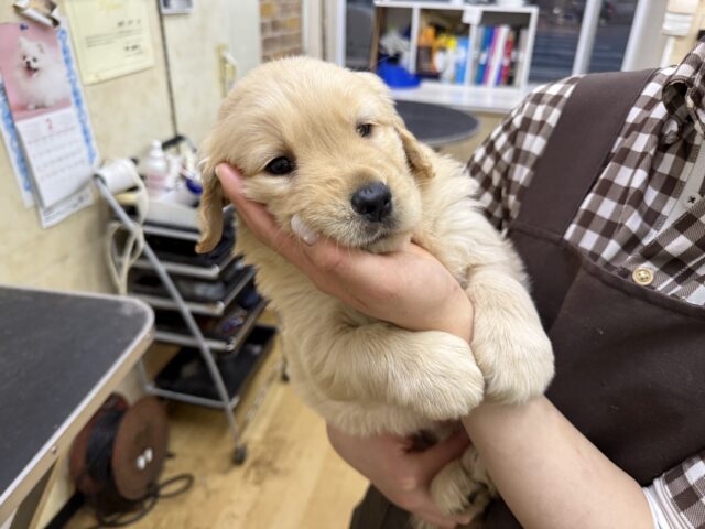 ゴールデンレトリバー