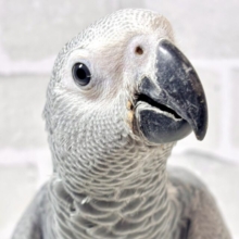 ヨウム  女の子  🌸❤️