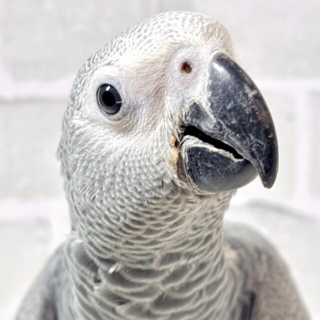 ヨウム 女の子 🌸❤️