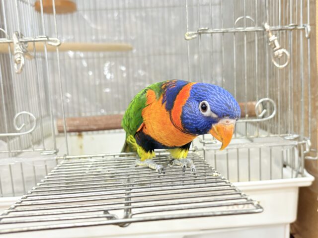 ゴシキセイガイインコ