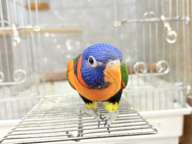 ゴシキセイガイインコ