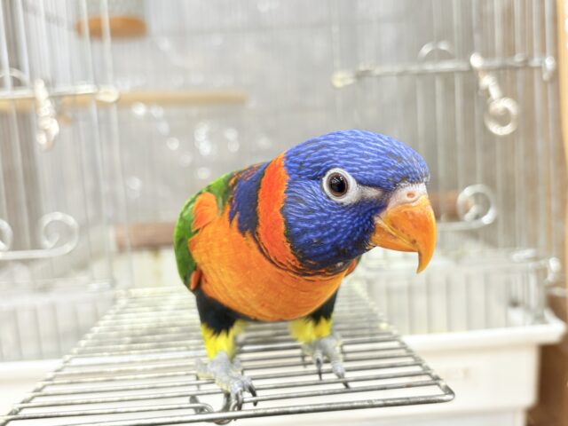 【最新画像更新🪄ひとり餌・カゴデビューしました☆】ハッピー!ラッキー!!キラキラバード🦜🪅ゴシキセイガイインコ ヒナ ゴシキセイガイインコ