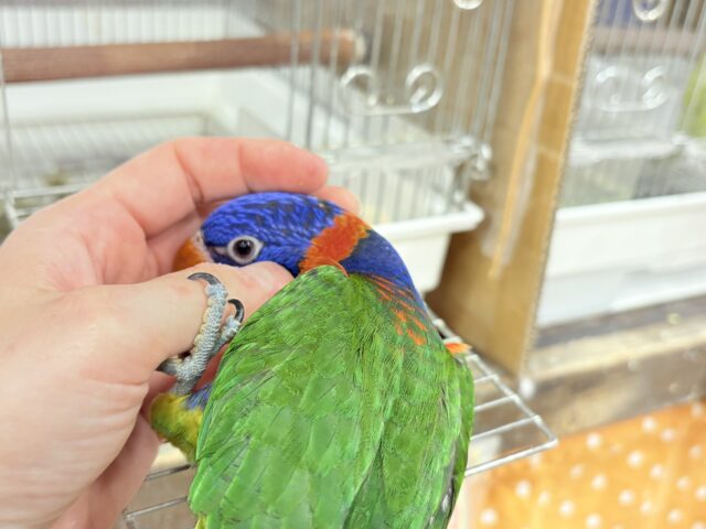 ゴシキセイガイインコ