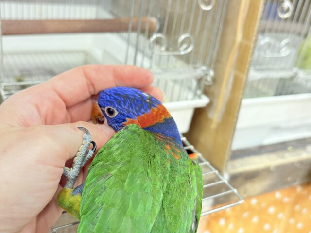 ゴシキセイガイインコ