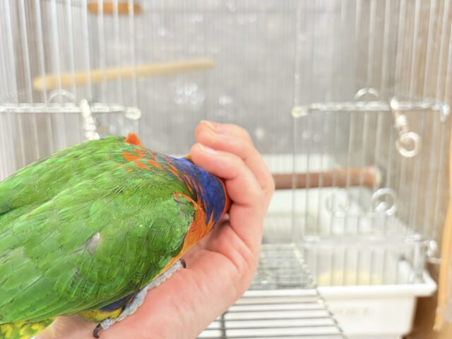 ゴシキセイガイインコ