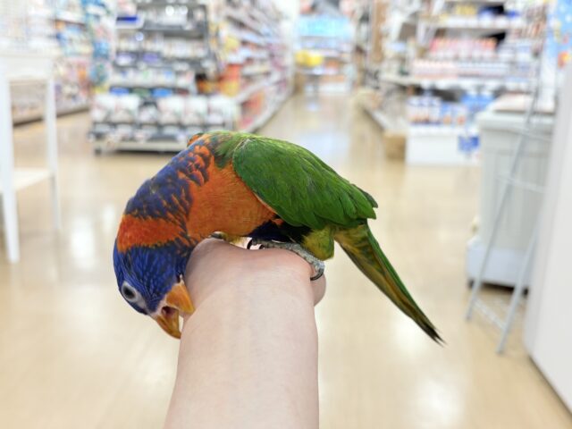 ゴシキセイガイインコ