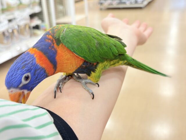 【最新画像更新🪄ひとり餌・カゴデビューしました☆】ハッピー!ラッキー!!キラキラバード🦜🪅ゴシキセイガイインコ ヒナ ゴシキセイガイインコ