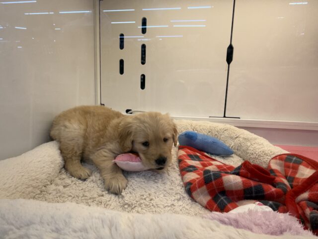 ゴールデンレトリバー