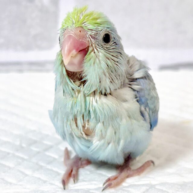 マメルリハ