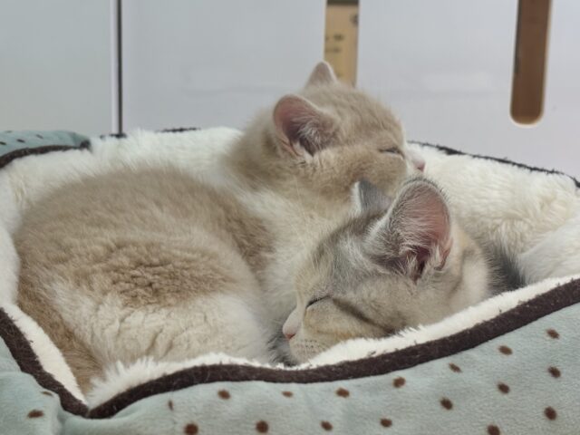 可愛いお顔で迫ってくる♥スコティッシュストレートちゃん! スコティッシュストレート