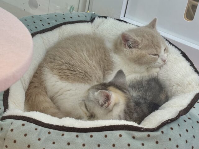 可愛いお顔で迫ってくる♥スコティッシュストレートちゃん! スコティッシュストレート