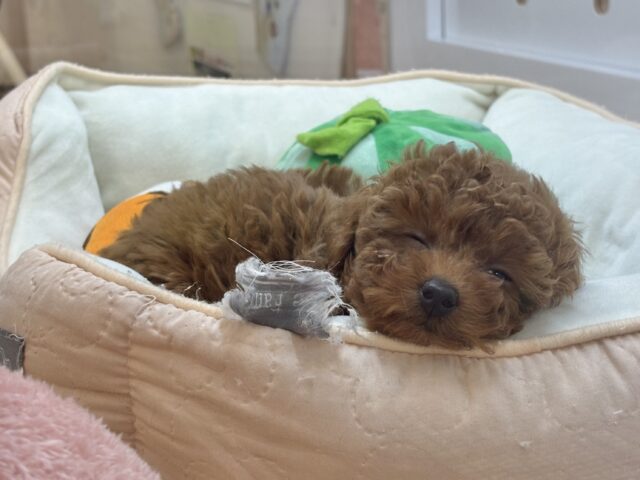 あたちから離れないでぇ〜!!トイプードルちゃん! トイプードル