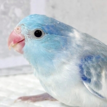 マメルリハ  ミディアムパイドブルー  男の子  💙🦋.*˚