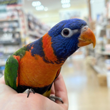 【最新画像更新🪄カゴデビューしました‪☆】ハッピー！ラッキー！！キラキラバード🦜🪅ゴシキセイガイインコ ヒナ