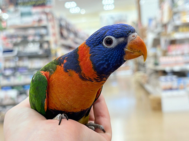 【最新画像更新🪄ひとり餌・カゴデビューしました☆】ハッピー!ラッキー!!キラキラバード🦜🪅ゴシキセイガイインコ ヒナ 【最新画像更新🪄ひとり餌・カゴデビューしました☆】ハッピー!ラッキー!!キラキラバード🦜🪅ゴシキセイガイインコ ヒナ